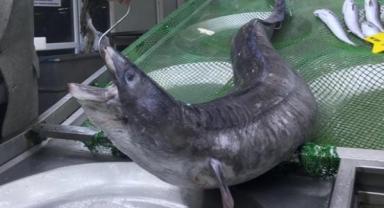 Yılan balığı ihracat kotasının kullanım esaslarında düzenleme yapıldı