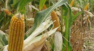 AB, genetiği değiştirilmiş mısıra onay verdi