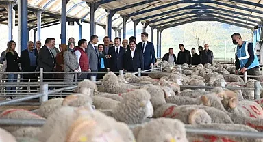 Afyonkarahisar'da 127 üreticiye 24'er koyun, birer koç dağıtıldı