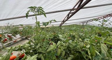 Antalya'da fırtına seralara zarar verdi