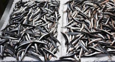 Av sezonunda hamsi ihracatındaki gelir 9 milyon doları aştı