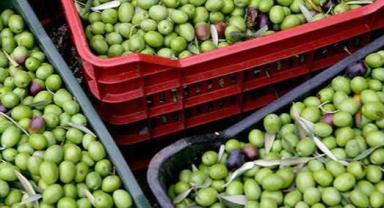 Dünya Sofrasına Türk zeytin yerleşti