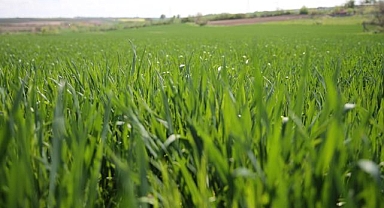 Edirne'de etkili olan yağışlar buğdayda verim beklentisini yükseltti