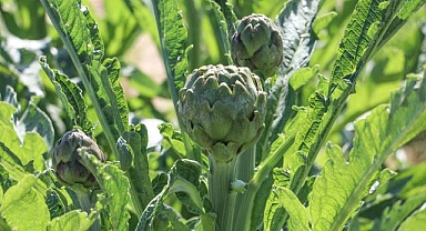 Ege'nin turistik ilçeleri sakız enginarıyla da ekonomiye katkı veriyor