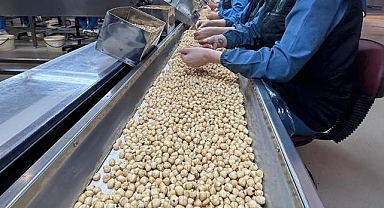 KFMİB Yönetim Kurulu Başkanı Sabır, Türkiye'nin fındık ihracatını değerlendirdi: