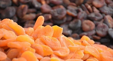 Malatya'da kayısı üreticileri yeni sezona hazırlanıyor