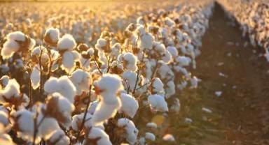 Pamuk için lisanslı depoların asgari kapasiteleri yeniden belirlendi