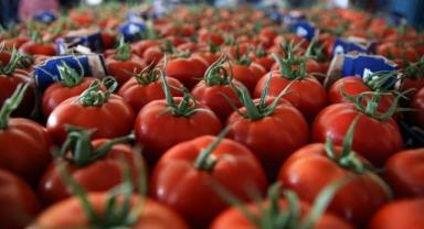 Sera Yatırımcıları ve Üreticileri Birliği Başkanı Onur Girdap 161 milyon dolarlık domates ihracatı yapıldı