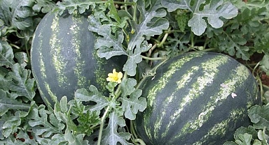 Seralarda yetişen ilk karpuzlar sofralara taşınıyor