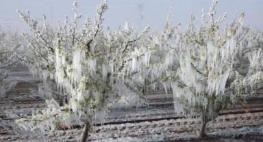 Ticaret Bakanlığı zirai don sonrası 