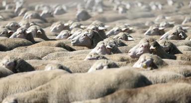 TİGEM 700 reforme küçükbaş hayvan satacak