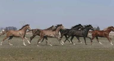 TİGEM'in 2025 yılı safkan Arap tay satış tarihleri belirlendi