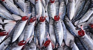 Trabzon'da mezgit ve istavrit kilogramı 250 liradan satılıyor