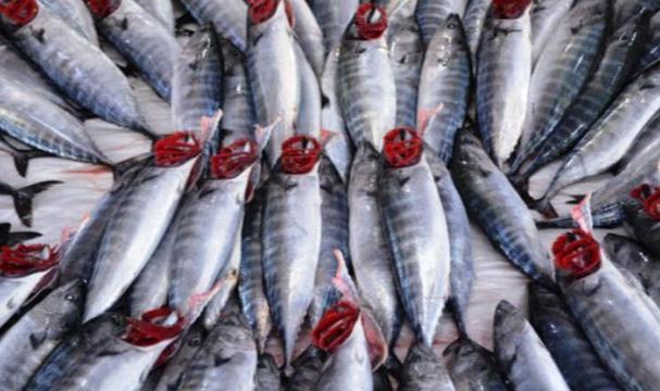 Trabzon'da mezgit ve istavrit kilogramı 250 liradan satılıyor