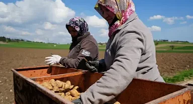 Trabzonlu çiftçiler patates ekim mesaisinin sonuna geldi