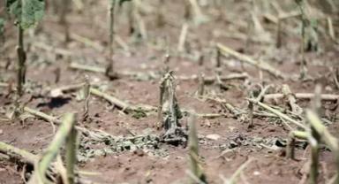 Trakya'da zirai dondan etkilenen tarım alanlarında hasar tespit çalışmaları başladı