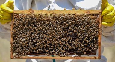 Türk balı yılın ilk çeyreğini 10,1 milyon dolarlık ihracatla kapattı