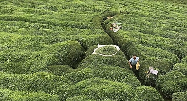 Türk çayı ihracatı yılın ilk çeyreğinde 6,2 milyon doları aştı