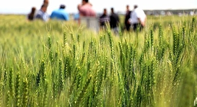 Türk hububatçılar, ABD raflarında kalıcı olmayı hedefliyor