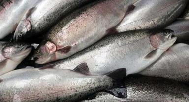 Türk somonu ihracatı yılın ilk çeyreğinde 84,4 milyon doları aştı