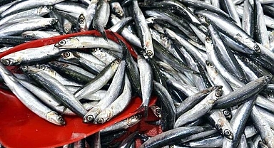 Türkiye'nin 3 aylık hamsi ihracatı 3,1 milyon doları aştı