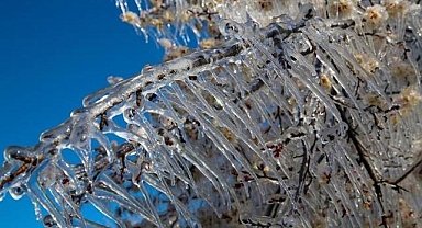 TZOB Genel Başkanı Bayraktar'dan zirai don açıklaması: