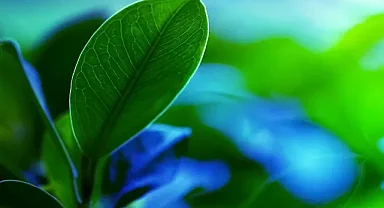 Yapı Kredi, emisyonların azaltılmasına yönelik strateji ve hedeflerini paylaştı