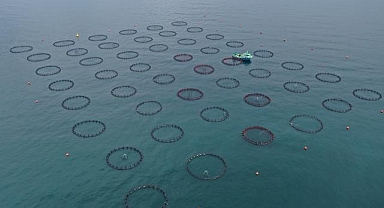 Doğu Karadeniz'in 4 aylık su ürünleri ihracatı 47,8 milyon doları aştı