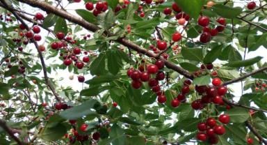 Erzincanlı profesör 40 binin üzerinde vişne ağacı ile ekonomiye katkı sağlıyor