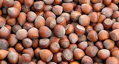 Fındık Araştırma Enstitüsü özel sektör ile işbirliği yapacak