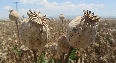 Haşhaş kapsülü alım ve satımında usul ve esasları TMO belirleyecek