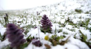 Kars'ın Sarıkamış ilçesi ve yüksek rakımlı geçitler kar yağışıyla beyaza büründü