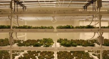 Narenciye üreticisi genç çiftçi yapay zeka destekli paketleme hattı kuracak