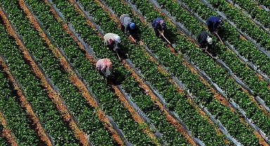 Tarımsal girdi fiyat endeksi martta yıllık yüzde 29,73, aylık yüzde 1,8 arttı