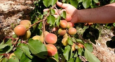 Tescilli Mut kayısısında hasat başladı