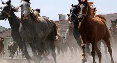 TİGEM 60 safkan Arap koşu tayı satacak