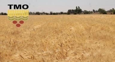 TMO, buğday ve arpa alımlarına 12 Mayıs'ta başlayacak