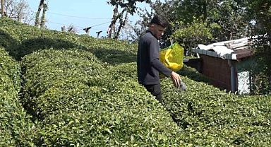 Trabzon'da 2025 yaş çay sezonu kampanyası açıldı