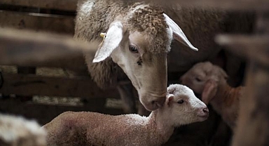 Türkiye hayvancılıkta Avrupa'da yeniden ilk sıraya yükseldi