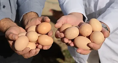 Yumurta tavuğu yetiştiricisi genç çiftçi üretim kalitesini yapay zekayla artıracak
