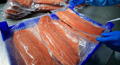 Doğu Karadeniz'in 5 aylık somon ihracatı 56,2 milyon dolara ulaştı