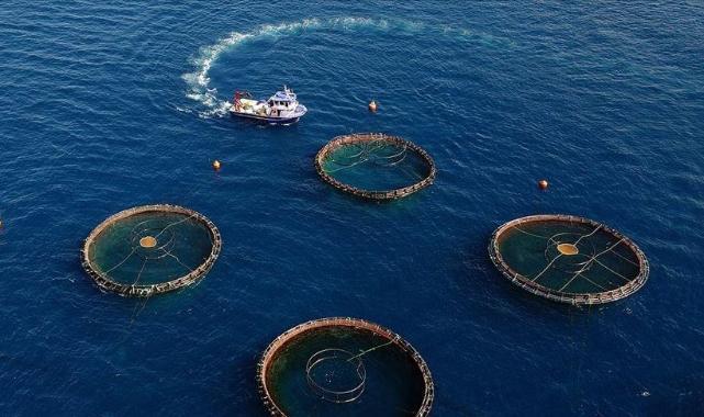 Doğu Karadeniz'in 5 aylık su ürünleri ihracatı 69,8 milyon doları aştı
