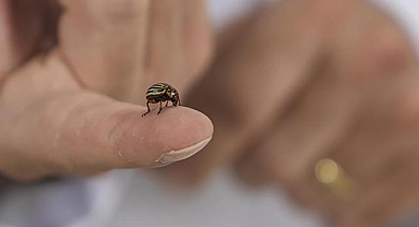 İklim değişikliğine bağlı sıcaklık artışları ve habitatların bozulması kene popülasyonunu artırıyor