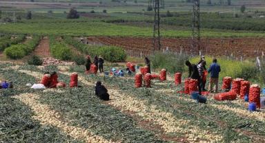 İstanbul’da geçen yıl çiftçilere dağıtılan tohumların yüzde 80’i yerli üretim