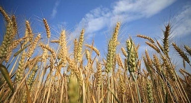 Rusya bu yıl asgari 135 milyon ton tahıl hasadı bekliyor
