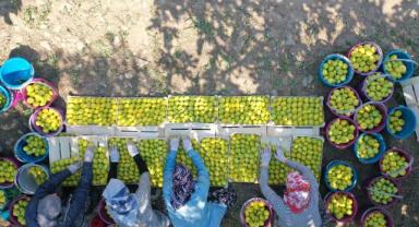 AB tescilli Aydın incirinde bunaltıcı sıcakta hasat mesaisi