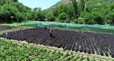 Arapgir mor reyhanı bölge çiftçisine gelir kaynağı oluyor