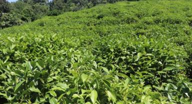 ÇAYKUR'dan üreticilere günlük alım limitlerinin üzerinde aşırı çay hasadı yapılmaması uyarısı