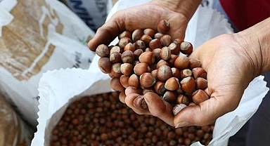 Giresun'da fındık işçi yevmiyesi 886 lira 85 kuruş olarak belirlendi