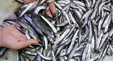Hamsi yılın ilk yarısında 19 ülkeden alıcı buldu